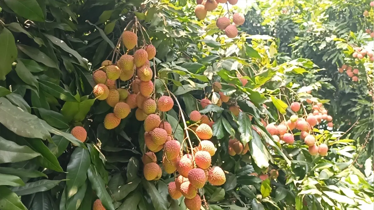 দেশজুড়ে বাড়ছে মাগুরার হাজরাপুরী লিচুর কদর