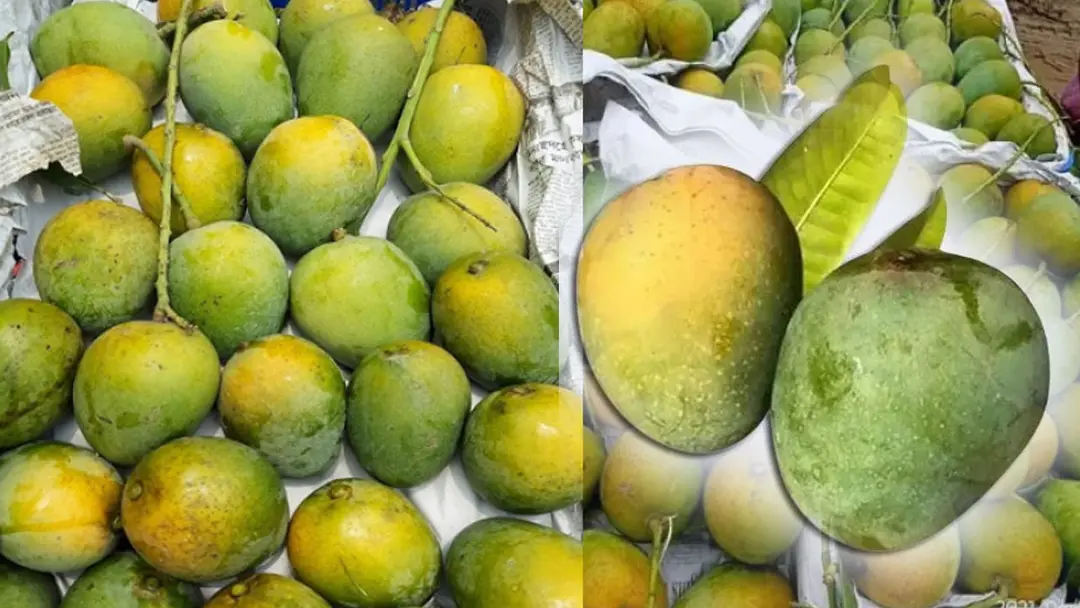 হিমসাগর-গোপালভোগ আম চিনবেন যেভাবে