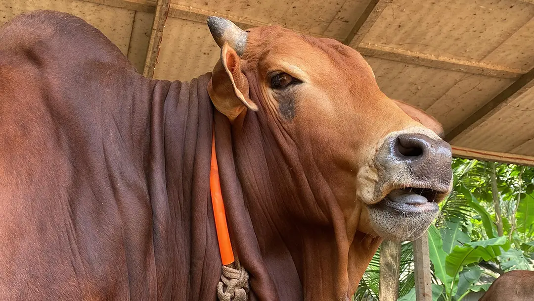 নোয়াখালীর হাট মাতাবে ২৫ মণের ‘রাজাবাবু’ ও ২৩ মণের ‘বাহাদুর’ নোয়াখালীর হাট মাতাবে ২৫ মণের ‘রাজাবাবু’ ও ২৩ মণের ‘বাহাদুর’