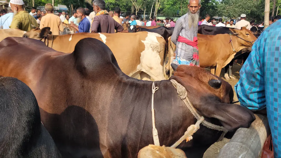 ঈদের আগে ভারতীয় গরু ঢোকার শঙ্কায় শেরপুরের খামারিরা