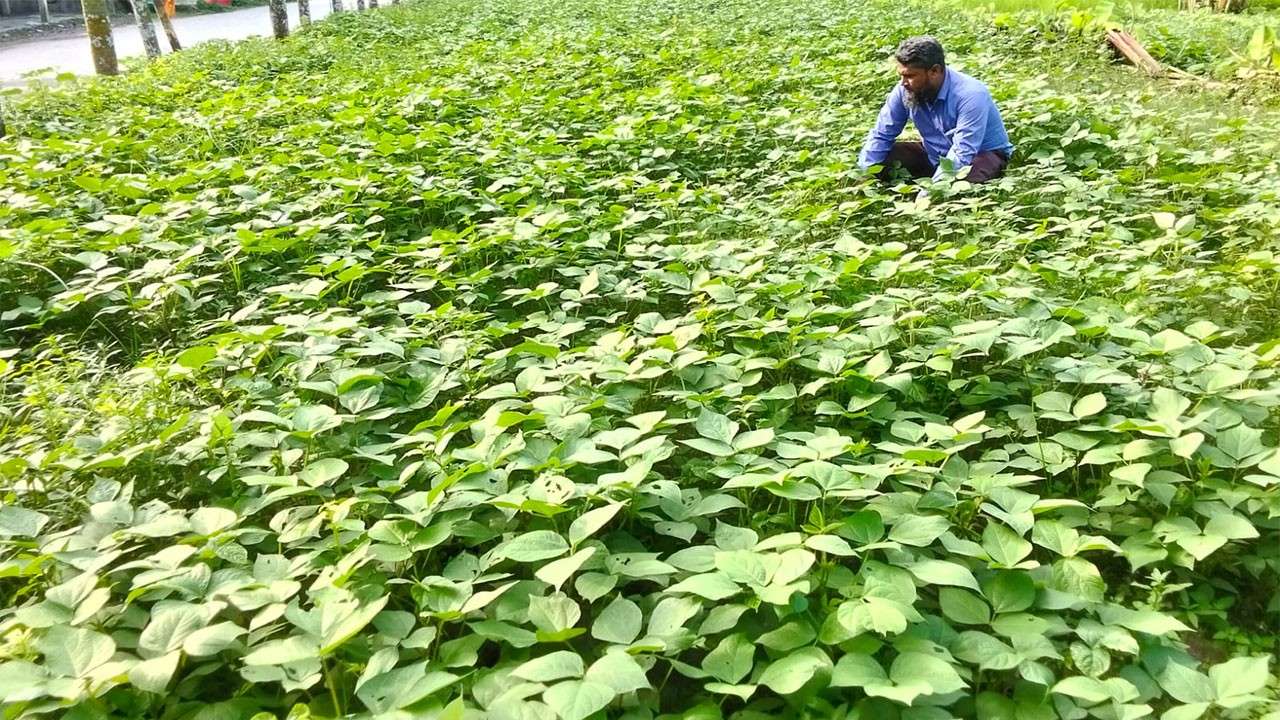 বগুড়ার সোনাতলায় ৯টি চরে মাসকালাইয়ের বাম্পার ফলনের সম্ভাবনা, কৃষকের মুখে হাসির ঝিলিক বগুড়ার সোনাতলায় ৯টি চরে মাসকালাইয়ের বাম্পার ফলনের সম্ভাবনা, কৃষকের মুখে হাসির ঝিলিক