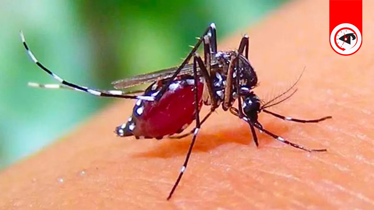 খুলনায় ডেঙ্গুতে এক দিনে ৬ জনের মৃত্যু
